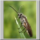 Dolerus sp - Blattwespe 05a 9mm.jpg